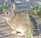Wabbit cropped.png
