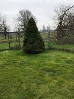 Yard_tree_1.jpg