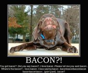 bbac3fda820d9ee5cd5b6bc3748--bacon-dog-bacon-funny.jpg