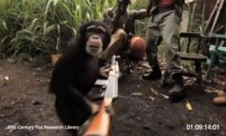 chimp with AK.jpg