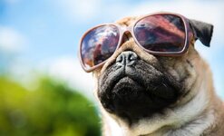sunglasses-for-dogs-1150x700.jpg