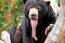 bear-tongue.jpg