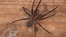 Giant house spider (Tegenaria duellica) BioImages (c) Malcolm Storey.jpg