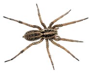 ter-insects-wolf-spider-article-2.jpeg