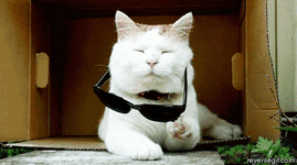 46691-cat-deal-with-it-gif-IjeF.gif
