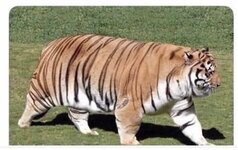 fat tiger.jpg