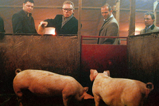 the-pigs-snatch.png