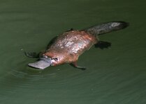 __opt__aboutcom__coeus__resources__content_migration__mnn__images__2017__04__Platypus-Swimming...jpg