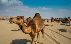 Bedouin Camel herd 1.jpg