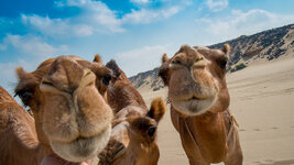 Bedouin Camel herd 2.jpg