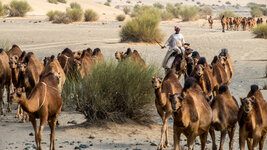 Bedouin Camel herd 3.jpg