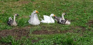 geese family photo.jpeg