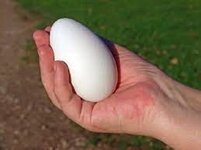 Emden goose egg.jpg