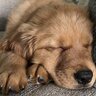 GooseTheGolden