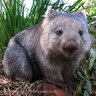 Wombat of Doom