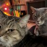 7mmMagnumCat