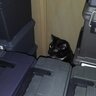 Xoarkitty