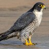 Peregrinus139