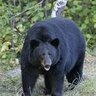 PDXBear