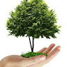 arborsteve