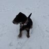 jagdterrier