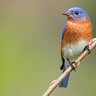 bluebird800