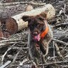dtwalk76canman