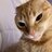 orangecat99