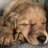 GooseTheGolden