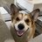 RadarTheCorgi