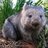 Wombat of Doom