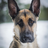 NaughtyGSD