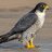 Peregrinus139