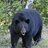 PDXBear
