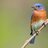 bluebird800