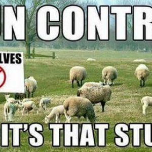 Gun control-no wolves