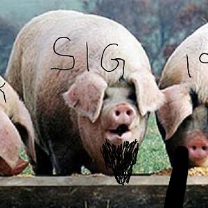 pigs-at-trough.jpg