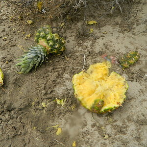 DSCN5223.JPG