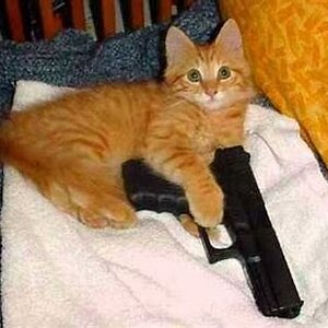 Cat 2.jpg