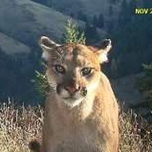 Cougar in the Blues.jpg