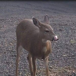 deer.jpg