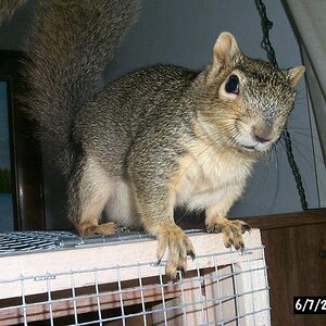 squirrel 048.jpg