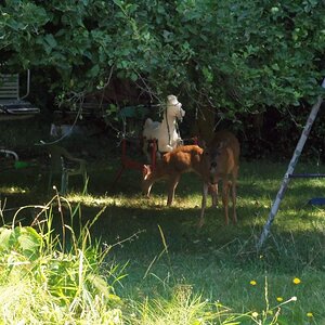 AppleDeer3.JPG
