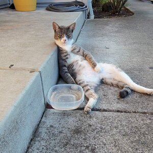 Drunk Cat4.JPG