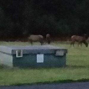 DRRC Elk at dusk.JPG