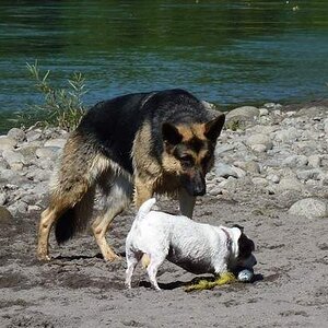 Sadie_makes_a_friend_and_borrows_the_ball.jpg