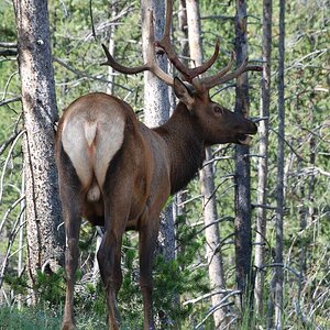 elk-2.jpg