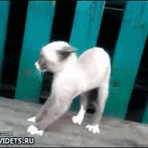 scared-cat-56125.gif