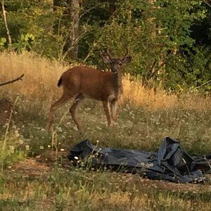 deer 3.jpg