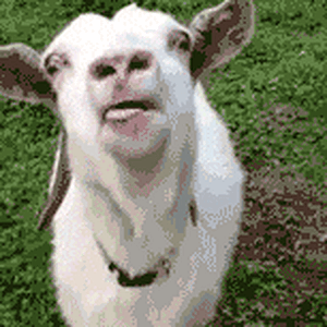goat-lick.gif
